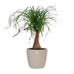 brussels round wheels 47cm mushroom beige